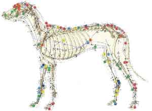 acupuntura-veterinaria-no-Jaguaré