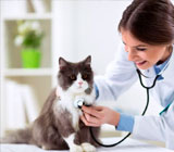 Hospitais Veterinários no Jaguaré